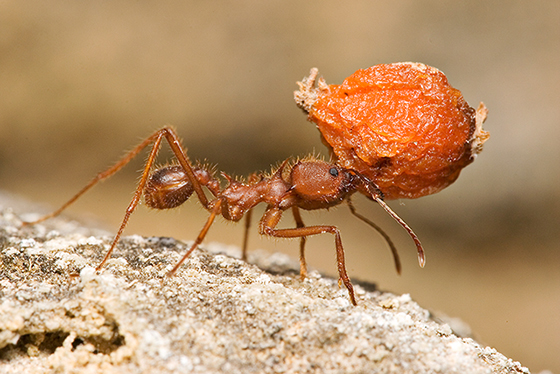 Texas Leafcutter Ant